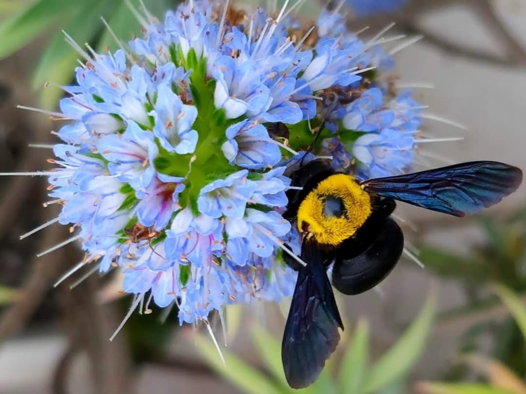 הדוברה לובשת פראדה: הקורס השלם על דבורת העץ והאבקה בגינה הביתית