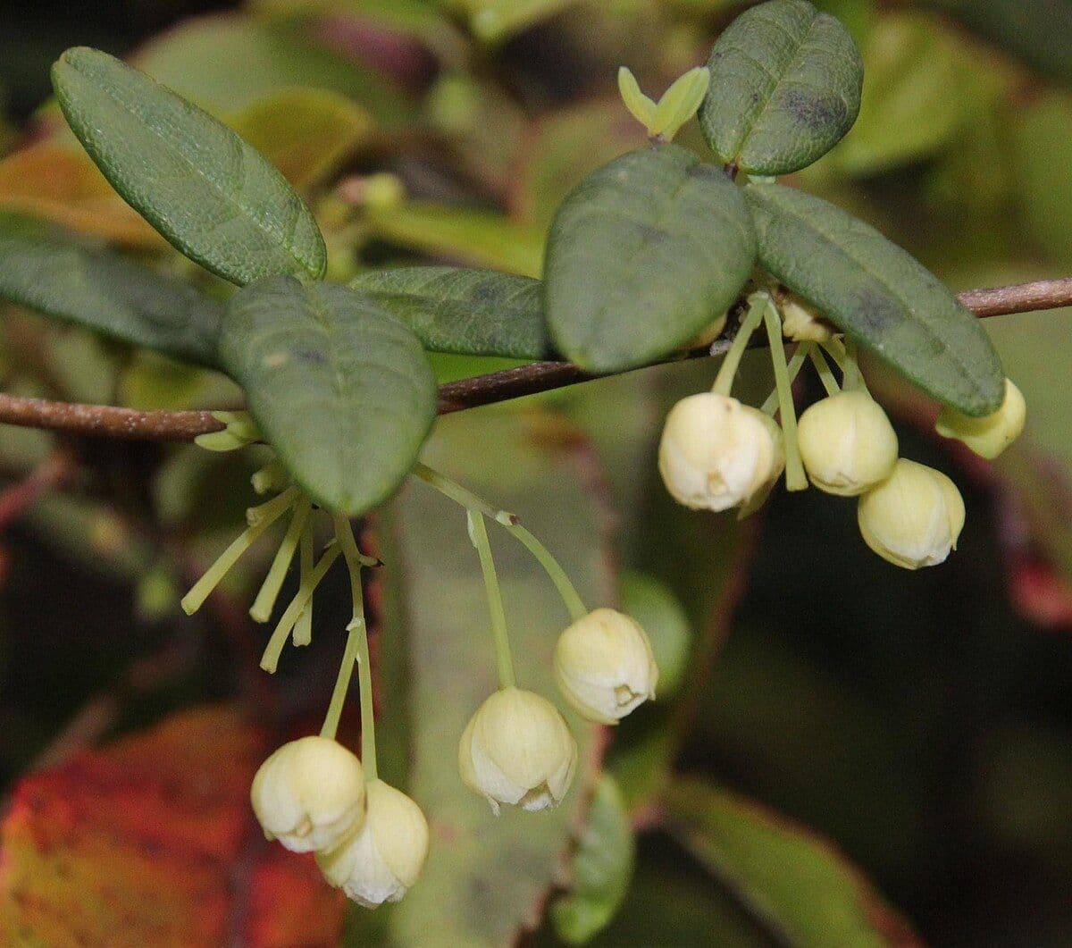 הזיקית של עולם הצומח: הסוד שהשאיר את המדע פעור פה