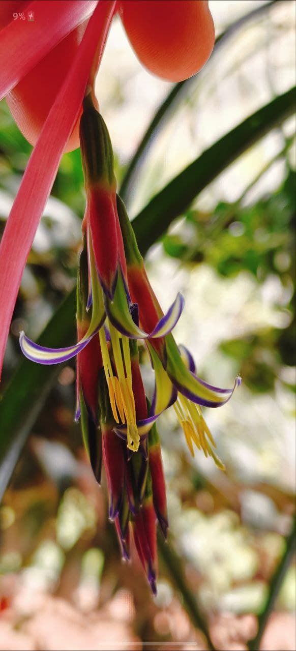 בילברגיה נטויה ("צמח התוכי") - תמונה 1