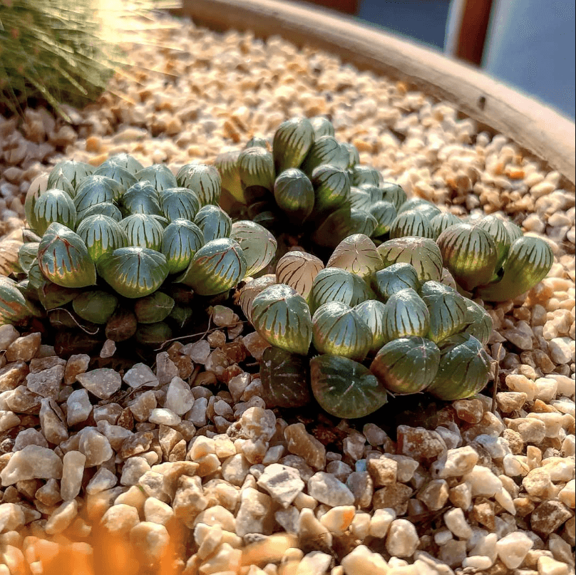 איך אפשר להיקבר בחיים ולהישאר שבע?